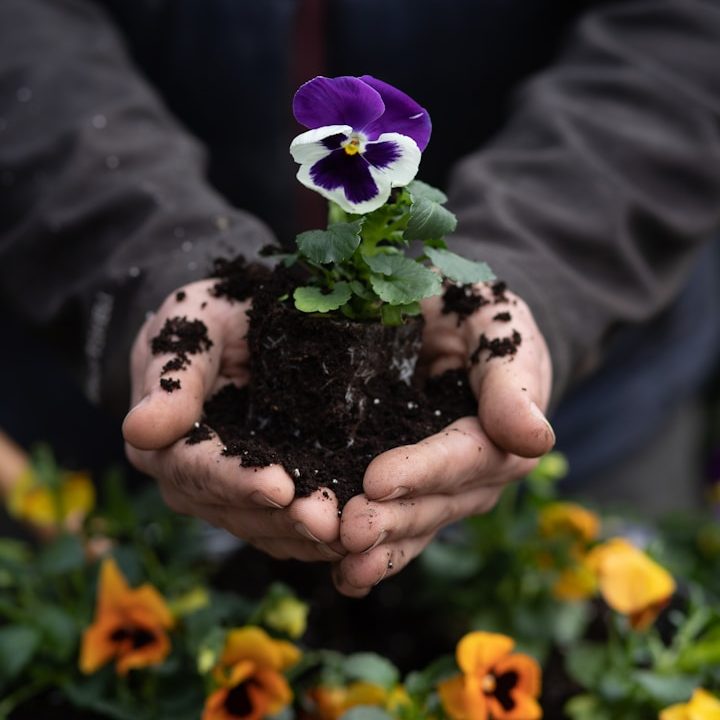 paysagiste moulins- apport terre et engrais- engazonnement- creation de massifs plantation- aménagement paysager moulins